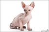 Продажа котят канадских сфинксов с фото за 22 000 руб